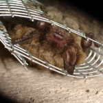 bat removal in wisconsin