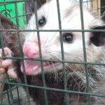 Opossum control