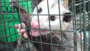 Opossum control