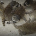 Wisconsin Raccoon Control-Baby Raccoon Removal
